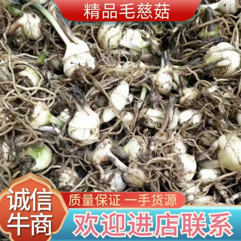 毛慈菇，产地发货，一手货源，质量保证，欢迎进店联系