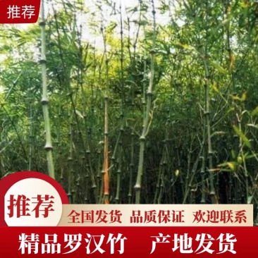 罗汉竹，价格优惠，全国发货，品质保证，欢迎来电联系