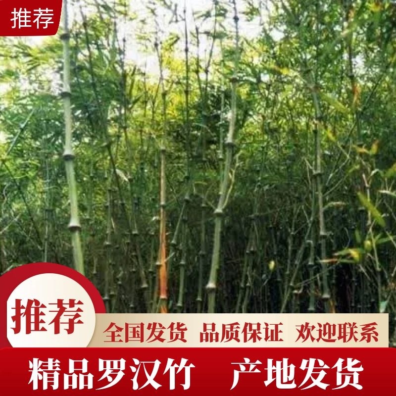 罗汉竹，价格优惠，全国发货，品质保证，欢迎来电联系