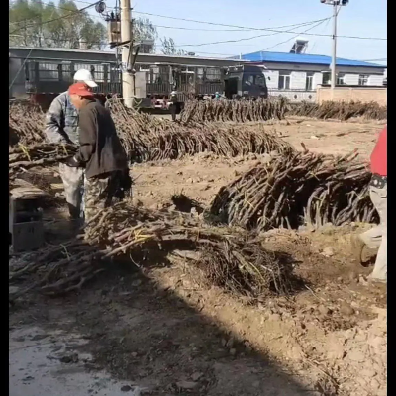 葡萄树占地葡萄树专产地发货，现刨现挖，存活率高