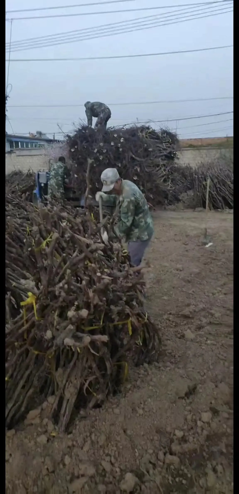 葡萄树占地葡萄树专产地发货，现刨现挖，存活率高