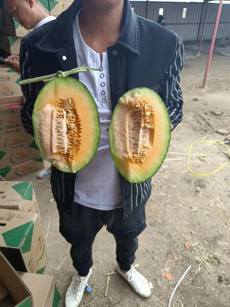 民勤蜜瓜，哈密瓜晓蜜25金色年华，一手货源