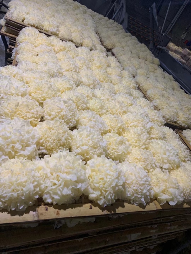 古田银耳食用菌干货福建厂家批发优质本色大花白木耳雪耳