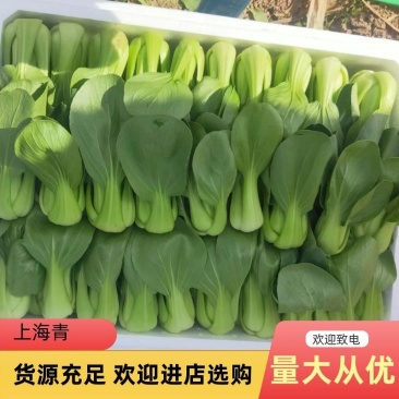 上海清别名小油菜货源充足量大从优欢迎来电