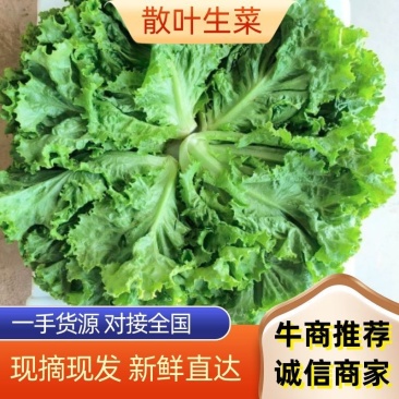 精品生菜，散叶生菜一手货源视频看货品质保证以质论价
