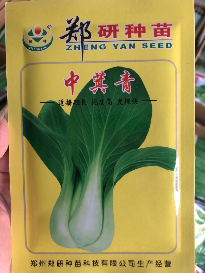 郑研中箕青青菜种子