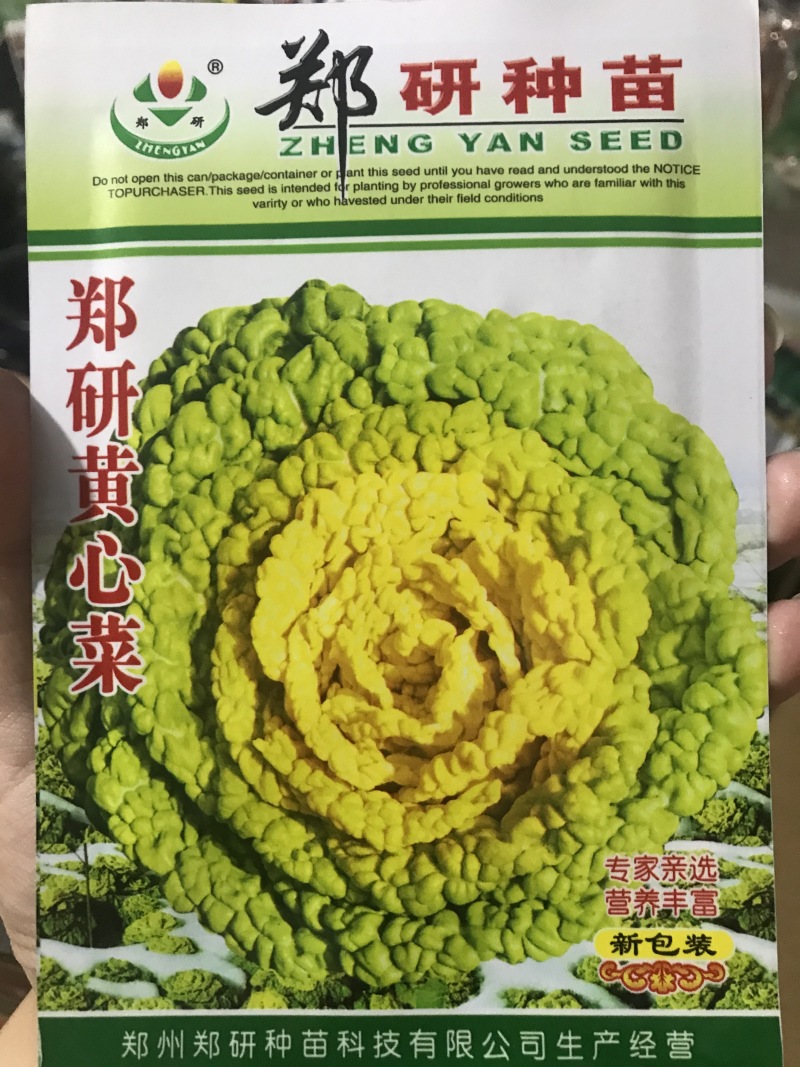 郑研黄心菜种子