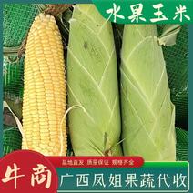 精品水果玉米大量上市中，对接批发商，批发市场商超质量保证