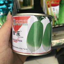 郑研绿玉萝卜种子100克原装