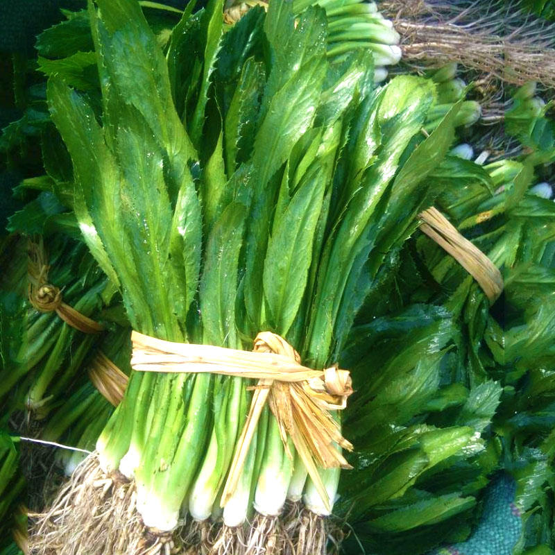 香菜种籽刺芫荽种子泰国香菜种苗农家四季蔬菜菜籽