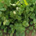 意大利安瑟米进口四季香菜种子耐热种子耐抽苔干旱产量高