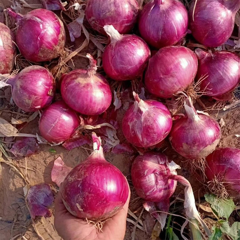 特大抗病超级紫红洋葱种子半高桩红皮洋葱种子高产早熟