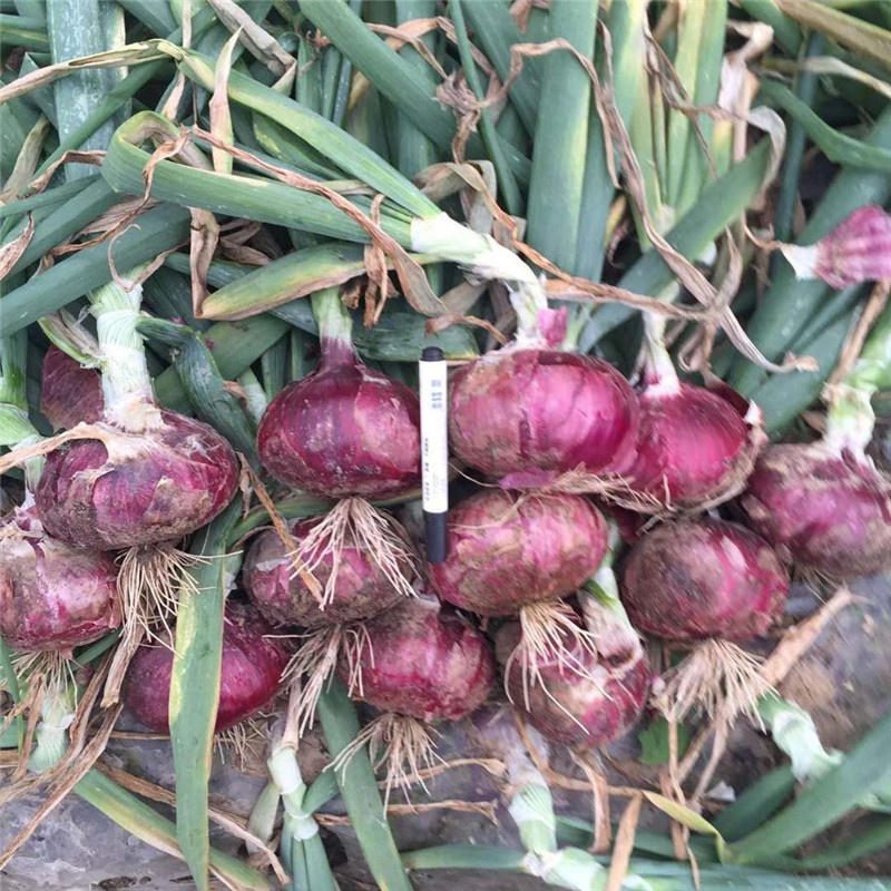 特大抗病超级紫星红皮洋葱种子圆型紫皮洋葱种子灰霉病早熟