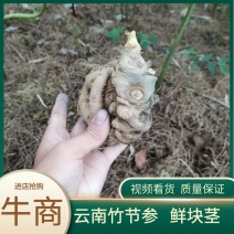 云南竹节参块茎鲜块茎统货自家基地品质保证欢迎联系