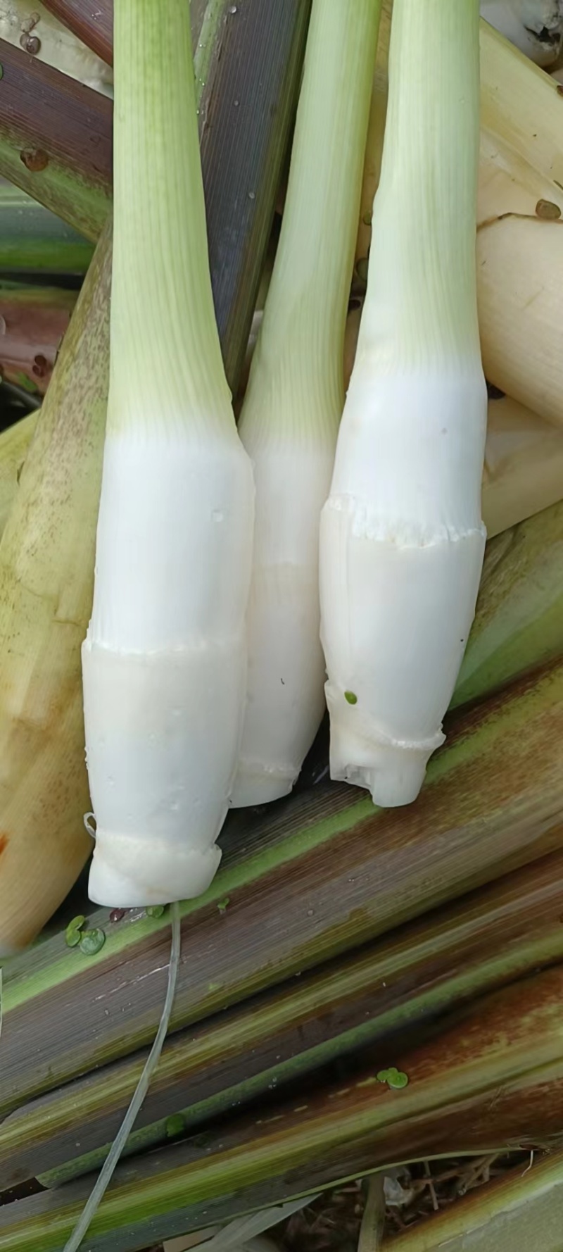 茭白一手货源，量大从优，可视频看货，欢迎电话联系