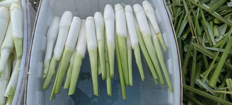 茭白一手货源，量大从优，可视频看货，欢迎电话联系