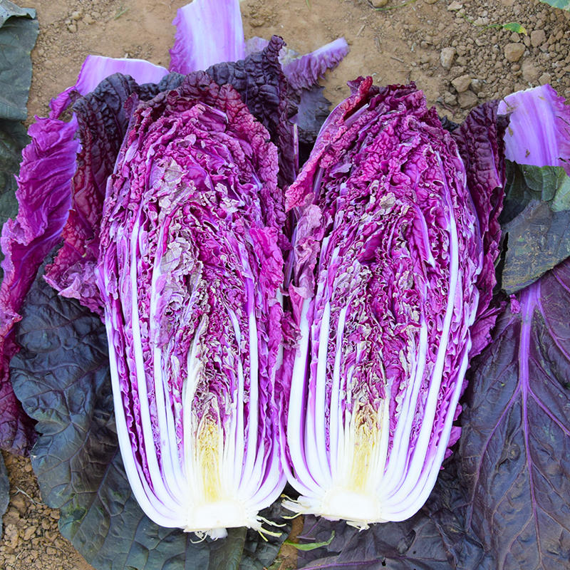 紫宝紫白菜种子大白菜紫裔蔬菜种孑春秋四季秋季冬紫白菜种籽