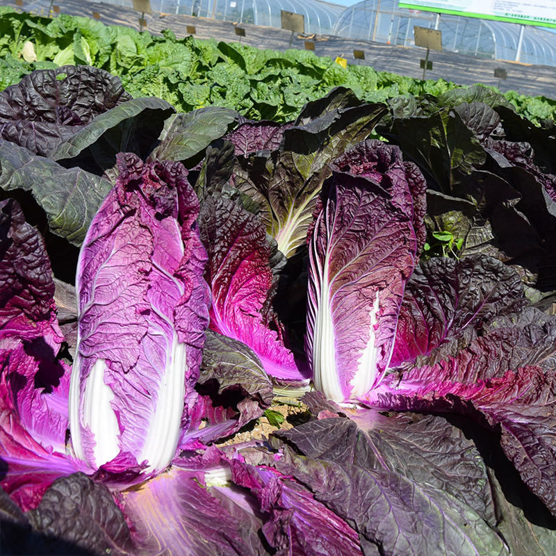 紫宝紫白菜种子大白菜紫裔蔬菜种孑春秋四季秋季冬紫白菜种籽