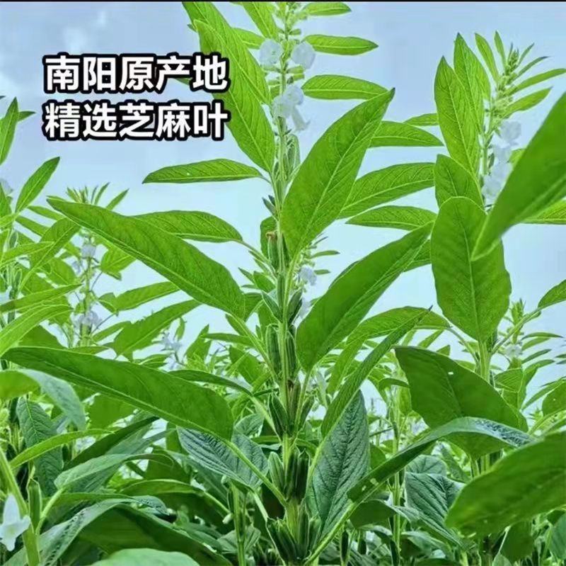 【一件代发】河南特产新鲜芝麻叶方便免泡150克包邮批发