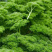 法香种子香芹种子欧芹籽洋香菜芹菜芫荽四季种植高产
