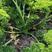 香芹种子法香意大利欧芹种子洋香菜芹菜芫荽盆栽