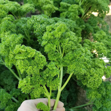法香种子香芹种子欧芹籽洋香菜芹菜芫荽四季种植高产