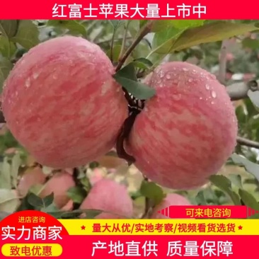 红富士苹果，砀山本地货源，产地直供，欢迎来电洽谈