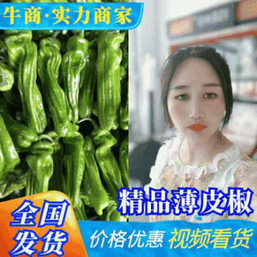 山东【鲜辣椒】薄皮辣椒对接电商平台和市场大量供应万亩大棚