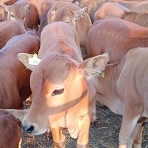 湖南西门塔尔牛养殖场肉牛犊好养殖包回收长势快