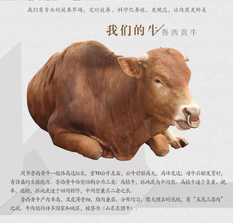山东肉牛犊黄牛犊多少钱一头全国专车送货上门
