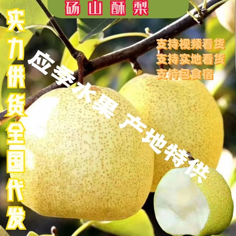 砀山酥梨精品酥梨产地发货中间无差价值得信赖