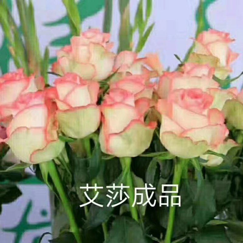 【精选】云南四季玫瑰花苗室内外绿植物盆栽产地批发