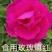 【精选】云南四季玫瑰花苗室内外绿植物盆栽产地批发