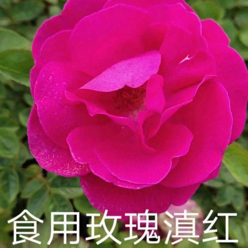【精选】云南四季玫瑰花苗室内外绿植物盆栽产地批发