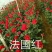 【精选】云南四季玫瑰花苗室内外绿植物盆栽产地批发