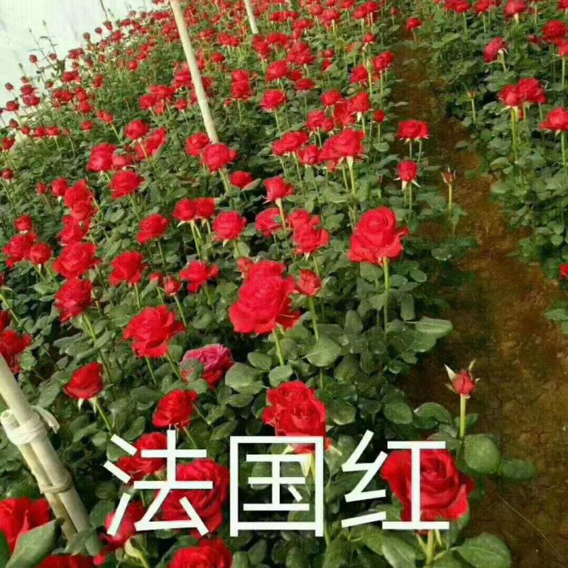 【精选】云南四季玫瑰花苗室内外绿植物盆栽产地批发