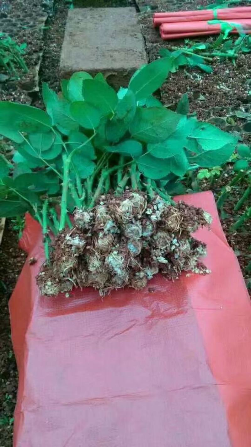 【精选】云南四季玫瑰花苗室内外绿植物盆栽产地批发
