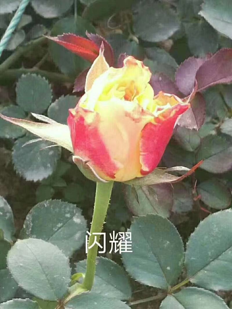 【精选】云南四季玫瑰花苗室内外绿植物盆栽产地批发