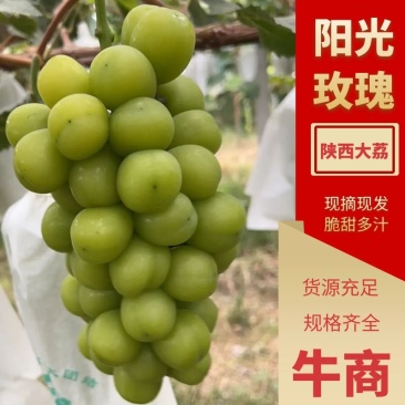 大荔阳光玫瑰，沙地种植颗粒大，糖度17以上，一件发货！