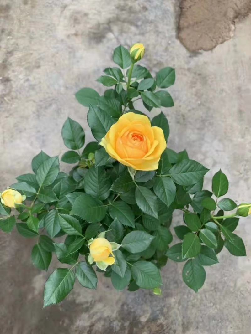 云南黄玫瑰苗玫瑰花种苗四季开花苗现货供应产地直发