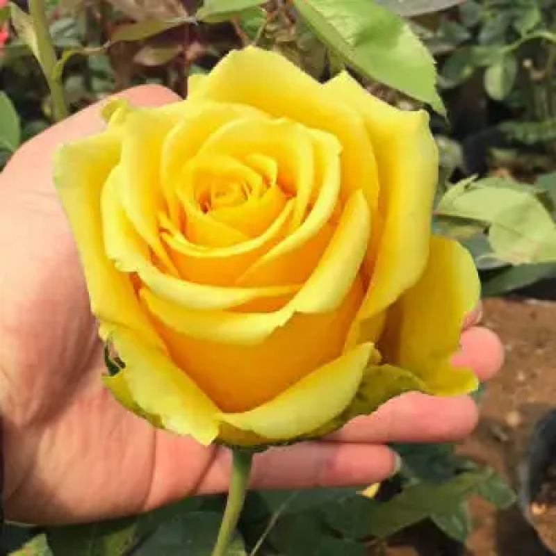云南黄玫瑰苗玫瑰花种苗四季开花苗现货供应产地直发