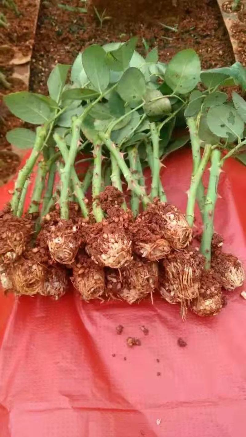 云南黄玫瑰苗玫瑰花种苗四季开花苗现货供应产地直发