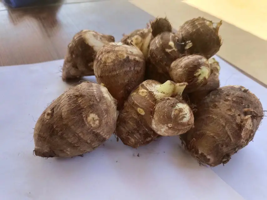 不同地区芋头种植时间分布图