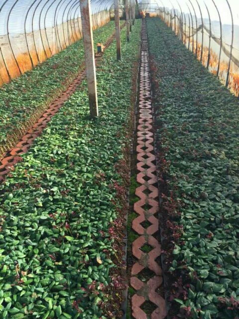 大花月季苗月季种苗云南瑞腾农业基地直发全国批发