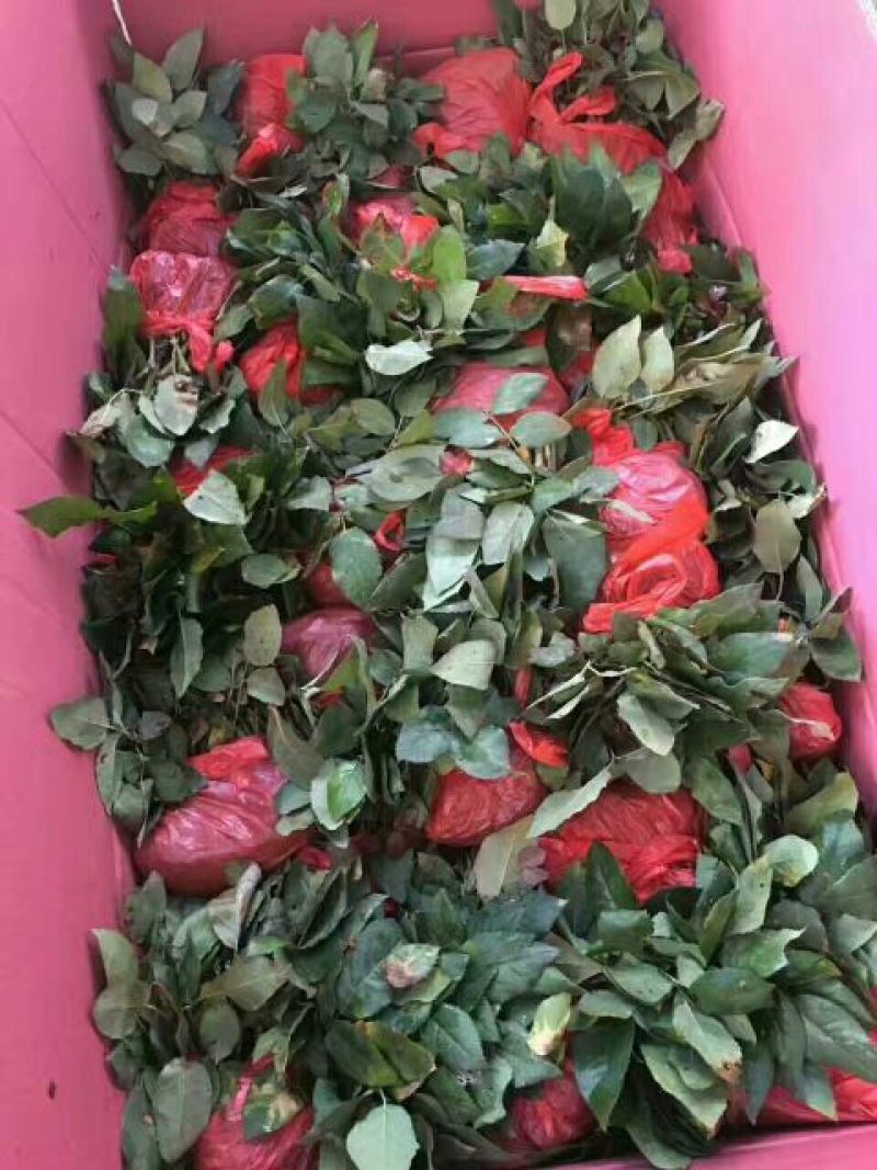 大花月季苗月季种苗云南瑞腾农业基地直发全国批发