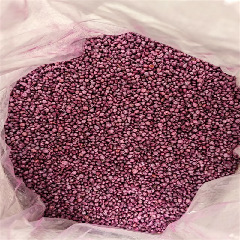 荷兰大叶波菜种子新世纪菠菜种子耐寒高产越冬秋季四季耐抽苔