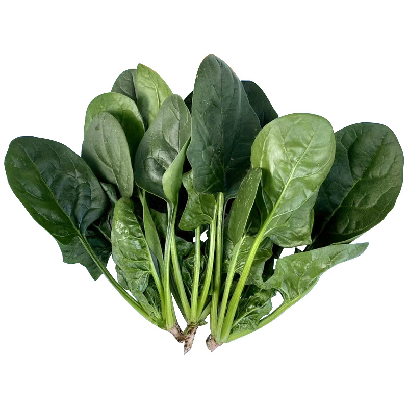 荷兰大叶波菜种子新世纪菠菜种子耐寒高产越冬秋季四季耐抽苔