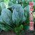 荷兰大叶波菜种子新世纪菠菜种子耐寒高产越冬秋季四季耐抽苔