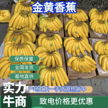 金黄特价香蕉可发全国的货高中低档品质有售后