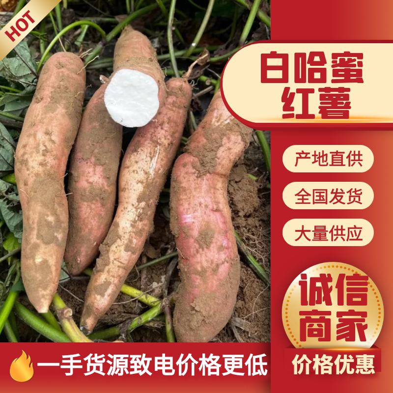 【精品推荐】白哈密红薯，条型均匀甜糯无丝，